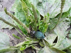 Carabus scabrosus tauricus