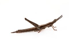 Keyacris scurra