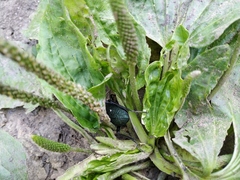 Carabus scabrosus tauricus