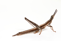 Keyacris scurra