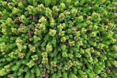 Veronica macrocalyx macrocalyx