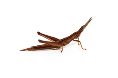 Keyacris scurra