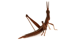 Keyacris scurra