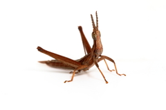 Keyacris scurra