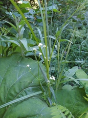 Galium pseudorivale