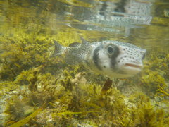 Chilomycterus reticulatus