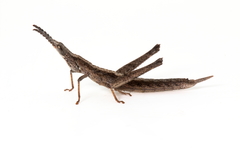 Keyacris scurra