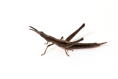 Keyacris scurra