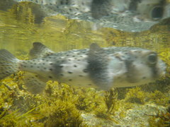 Chilomycterus reticulatus