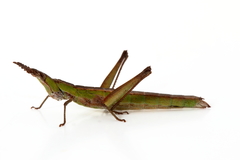 Keyacris scurra