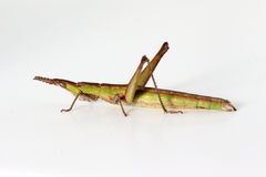 Keyacris scurra