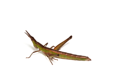 Keyacris scurra