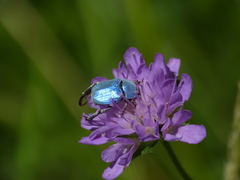 Hoplia coerulea