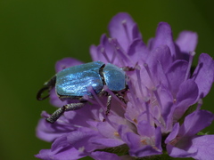 Hoplia coerulea