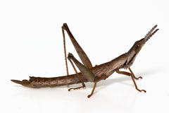Keyacris scurra