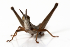 Keyacris scurra