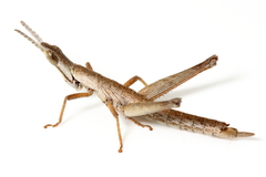 Keyacris scurra