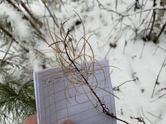 Chamaenerion angustifolium