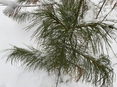 Pinus sibirica