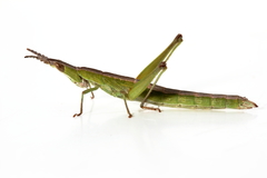 Keyacris scurra