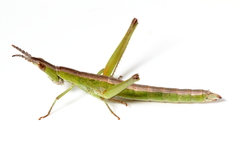 Keyacris scurra