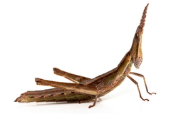 Keyacris scurra