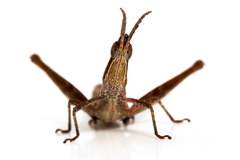 Keyacris scurra