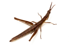 Keyacris scurra