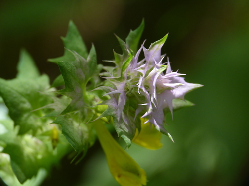Image of Melampyrum vaudense by (c) Yves Bas, some rights reserved (CC BY)