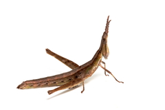 Keyacris scurra