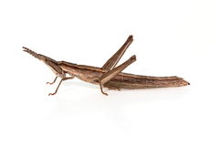 Keyacris scurra
