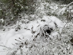 Rhododendron tomentosum