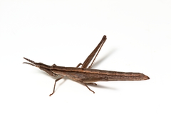Keyacris scurra