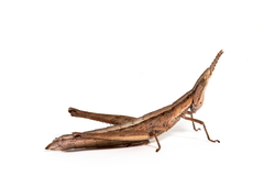 Keyacris scurra