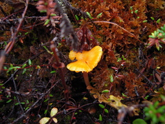 Gloioxanthomyces