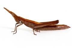 Keyacris scurra