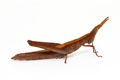 Keyacris scurra