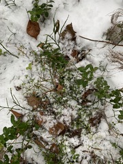 Vaccinium vitis-idaea