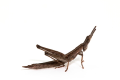 Keyacris scurra