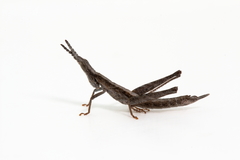 Keyacris scurra