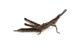 Keyacris scurra