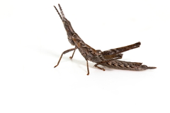 Keyacris scurra