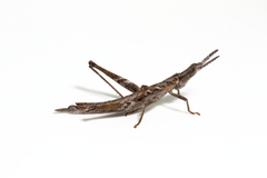 Keyacris scurra
