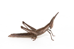 Keyacris scurra