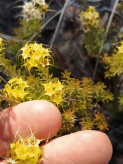 Calytrix flavescens