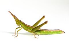 Keyacris scurra