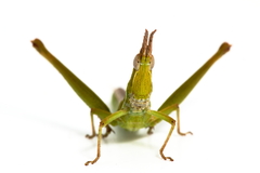 Keyacris scurra