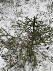 Picea obovata