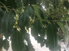 Magnoliopsida