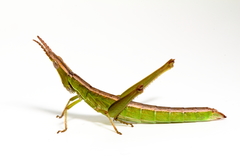 Keyacris scurra